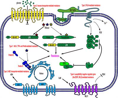 Wheat powdery mildew resistance: from gene identification to immunity deployment